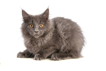 Young grey maine coon cat lying