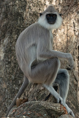 Monkey sitting on the tree portrait, Sri Lanka