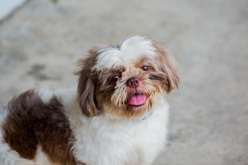 a dog sitting outside looking at the camera