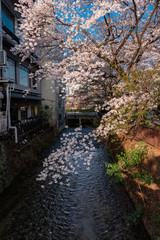 日本 京都 祇園白川の桜と春景色