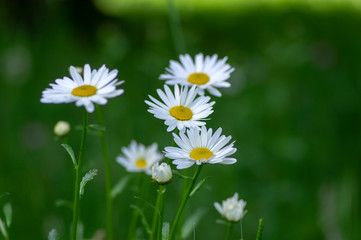 Fototapeta premium Leucanthemum vulgare meadows wild flower with white petals and yellow center in bloom, flowering beautiful plant