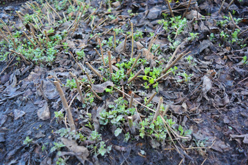 Saplings of autumn chrysanthemum flowers growing from under the leaves of the wounds in the spring.