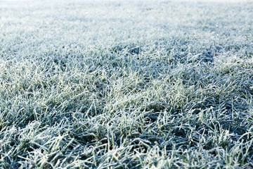 Morning dew froze on a green grass lawn and turned it into a white blanket