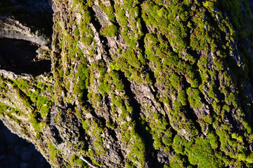 An ancient, old apricot tree bark with fluffy green moss lit by the rays of the spring sun.