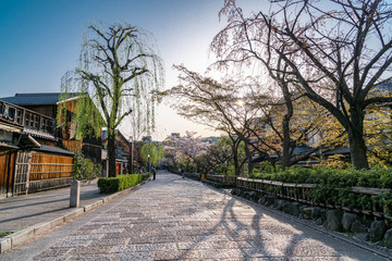 日本 京都 祇園白川の桜と春景色