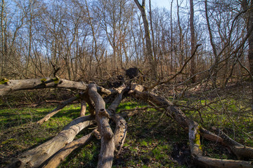 Dalby Söderskog, Europe's smallest national park, with noble deciduous forest and many other plants, located at Dalby in southern Skåne, Sweden.