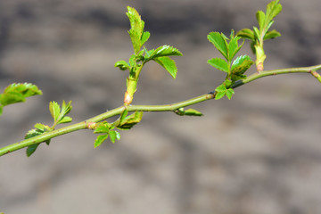Green branch of a young rose stalk growing on the street in early spring, with blooming green leaves.