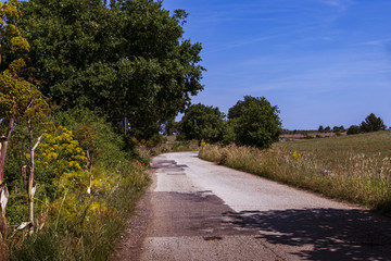 camino de campo solitario con curva y arboles