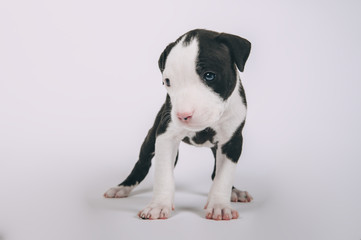 Pit bull terrier small puppy studio