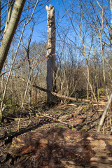 Dalby Söderskog, Europe's smallest national park, with noble deciduous forest and many other plants, located at Dalby in southern Skåne, Sweden.