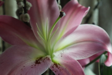 Fototapeta premium Blossom