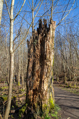 Fototapeta premium Stump in Dalby Söderskog, Europe´s smallest national park, with noble deciduous forest and many other plants, located at Dalby in Southern Skåne, Sweden.