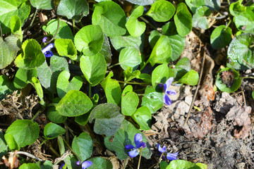Colorful spring flowers violet wild street violets growing on the street in spring.