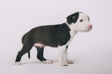 Pit bull terrier small puppy studio
