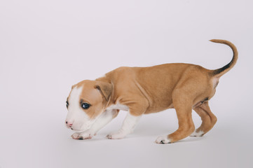 Pit bull terrier small puppy studio