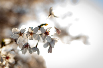 Kirschblüte 2