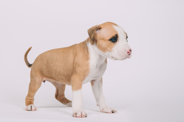 Pit bull terrier small puppy studio