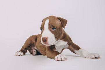 Pit bull terrier small puppy studio