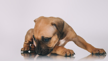 Pit bull terrier small puppy studio