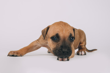 Pit bull terrier small puppy studio