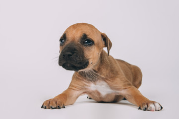 Pit bull terrier small puppy studio