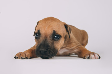 Obraz premium Pit bull terrier small puppy studio