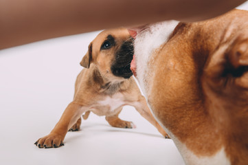 Pit bull terrier small puppy studio
