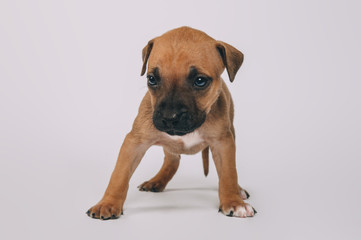 Pit bull terrier small puppy studio