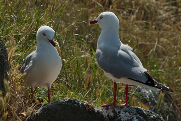 Pair of seagulls at Taiaroa Head near Dunedin, Otago on South Island of New Zealand