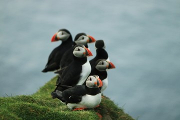 puffins on cliff