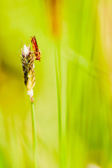Eine Schwebfliege ruht sich auf einem Grashalm aus