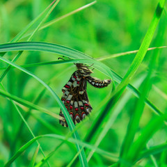 Imagen de una mariposa en plena naturaleza