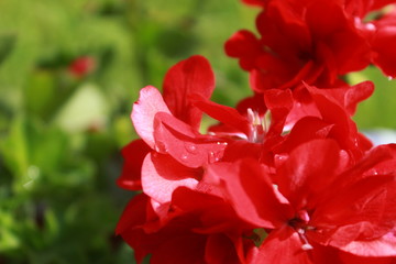 red rose in garden
