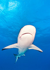 Caribbean reef shark at the Bahamas