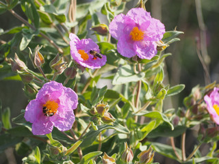 Obraz premium Bees flying over the pink flower in blur background