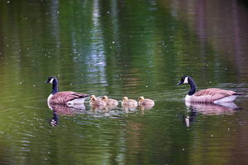Canada Geese with Chicks ( Branta Canadensis ) in Lake, Teverener Heide Natural Park, Germany