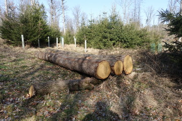 Brennholz/Stammholz/Bauholz
