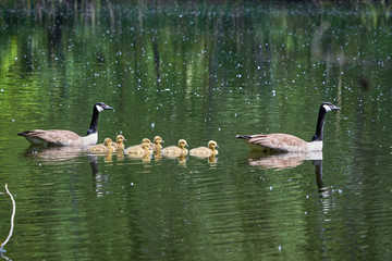 Canada Geese with Chicks ( Branta Canadensis ) in Lake, Teverener Heide Natural Park, Germany