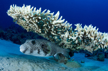 Pesce palla e corallo © giorgiocavallaro