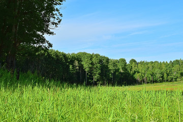 Obraz premium Green meadow. 