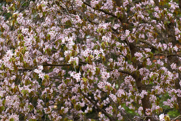 Fototapeta premium Blooming pink sakura in early spring