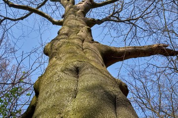 Fototapeta premium A big old beech tree trunk