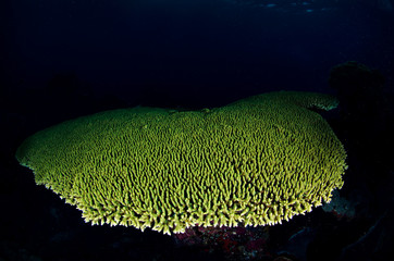 barriera corallina corallo © giorgiocavallaro