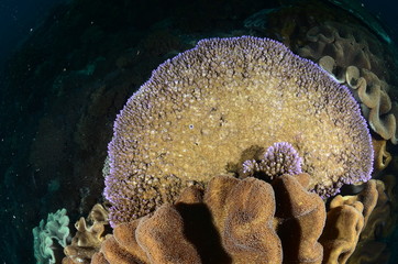 barriera corallina corallo