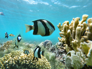 small fish and underwater photo 