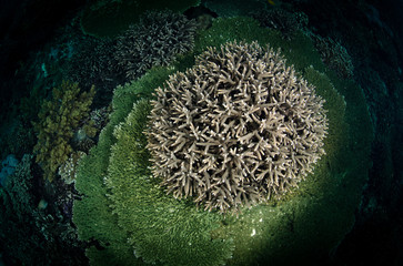 barriera corallina corallo