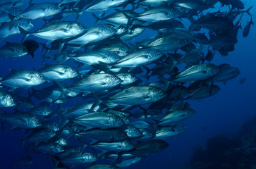 Carangidi carango