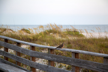 Beach Wooden boardwalk with doves and ocean horizon