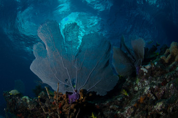 barriera corallina corallo © giorgiocavallaro