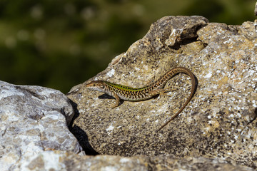 lagartija tomando sol sobre las rocas